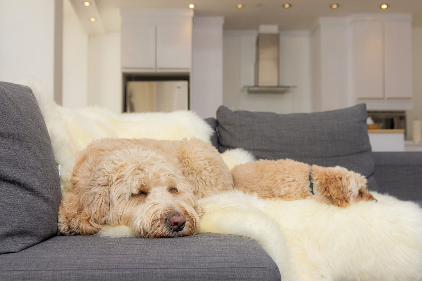 72" X 72" Natural Sheepskin Wool Area Rug