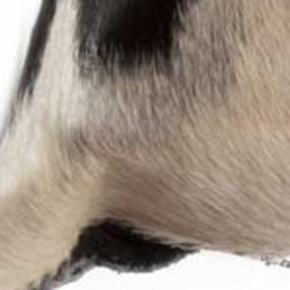 18" X 18" X 5" Black And White Quattro  Pillow