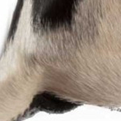 18" X 18" X 5" Black And White Quattro  Pillow